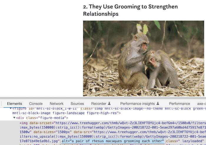 a pair of rhesus macaques grooming each other